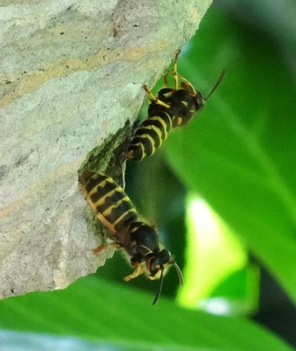 Dolichovespula media